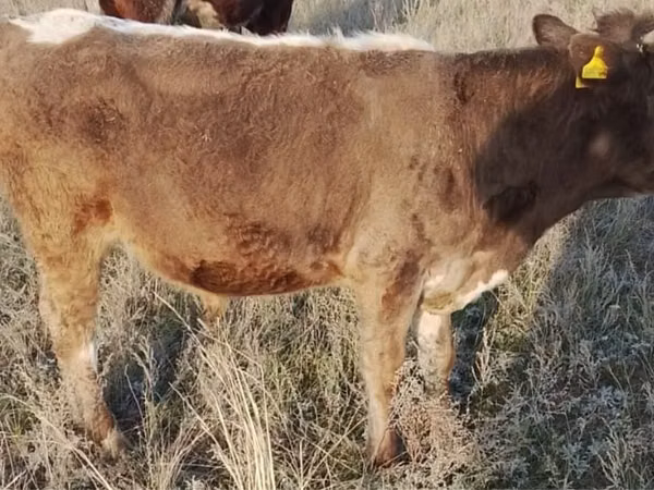 公牛, Cattle