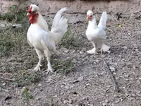 Chickens — photo 1