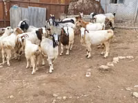 Эчки, Дамаск козу — сүрөт 4