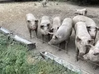 Säue, Schweine — Foto 5