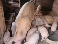 Vier, Porci — foto 4