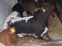 Taureau, Simmental cattle — photo 1