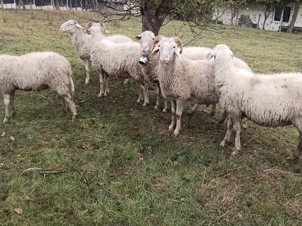 Widder, Assaf sheep