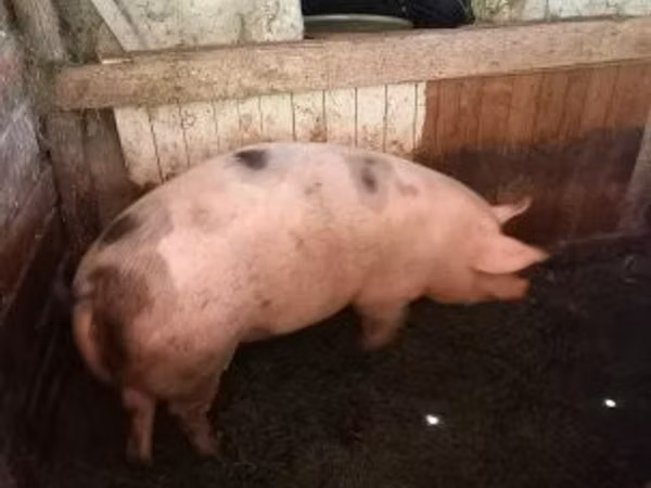 Truie, Porcs