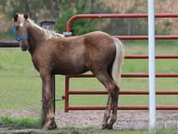Aygʻir, Black Sea breed — 6-rasm