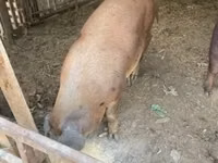 Boar, Pigs — photo 3