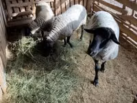 公羊, White Suffolk sheep — 照片 4
