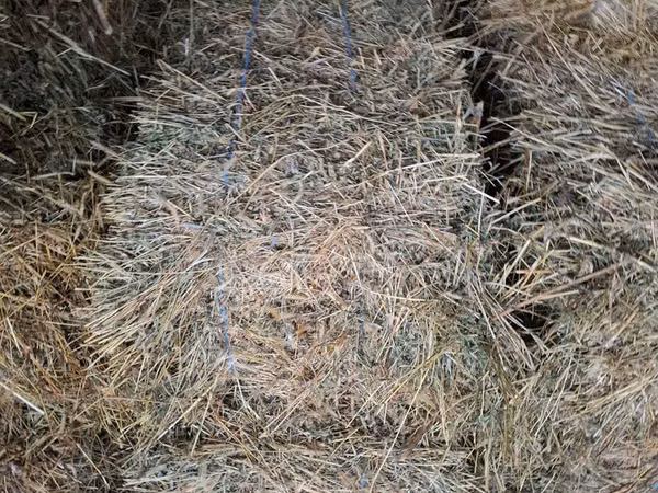 Lucernă