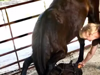 Aygʻir, Percheron — 2-rasm