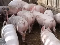 Scroafă, Porci — foto 4