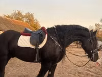 公马, Friesian — 照片 3