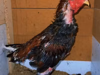 Chickens — फ़ोटो 4