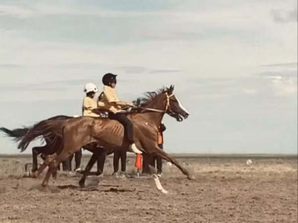 Hengst, Anglo-Arabian