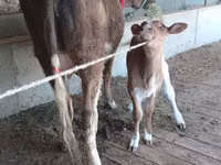 İnək, Latvian Blue cattle — foto 5