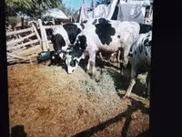 Bou, Russian Black pied cattle — foto 3
