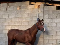 Horse (M), Friesian sport horse — photo 1