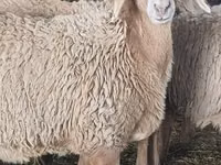 母羊, Sheep — 照片 2