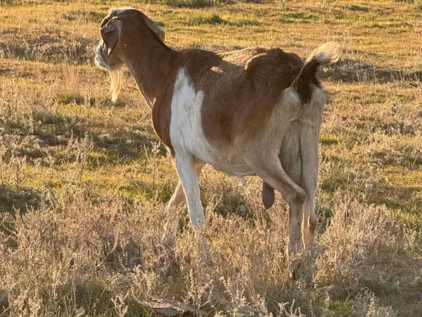Țap, Capre