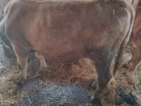 母牛, Simmental cattle — 照片 6