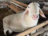 كبش, Assaf sheep — الصورة 1