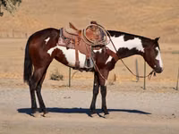Égua, National Show Horse — foto 3