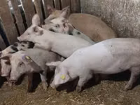 Scroafă, Porci — foto 7