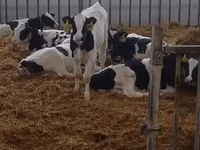 Bulle, Holstein-Rasse — Foto 4