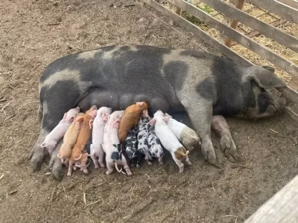 मादा सूअर, सूअर