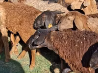 ऊँटनी, ऊंट — फ़ोटो 2