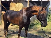 Yegua, Hungarian horse breed — foto 8