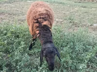 公羊, Sheep — 照片 5