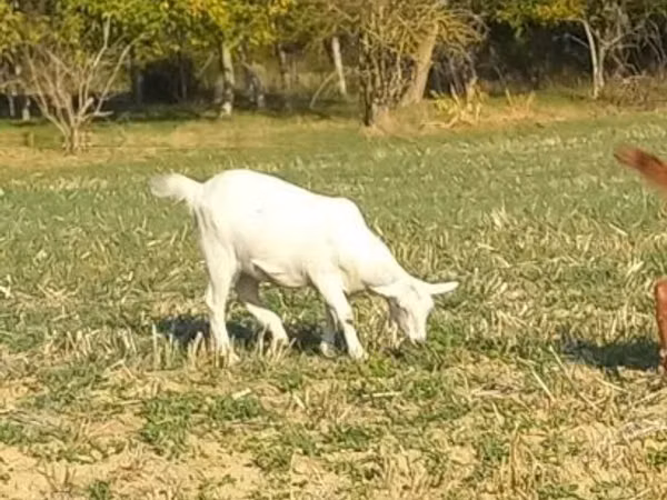 Capră, Alpine goat