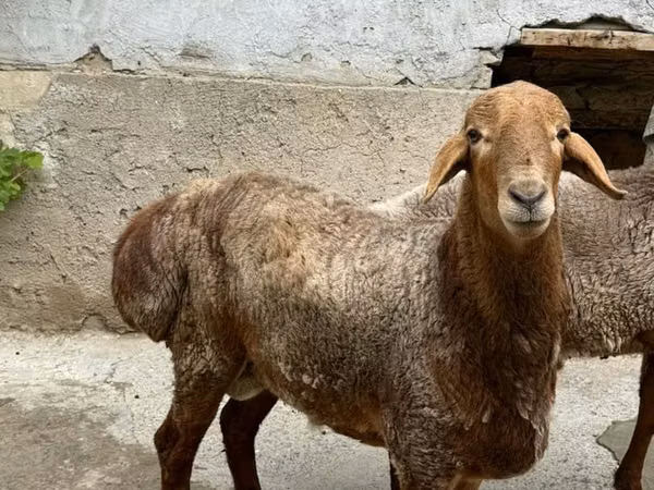 كبش, الأغنام