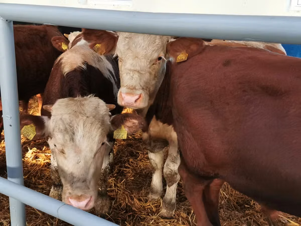 牛只（批次，未指定性别）, Simmental cattle
