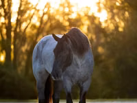 公马, Percheron — 照片 3
