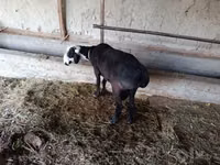 Ram, Sheep — photo 2