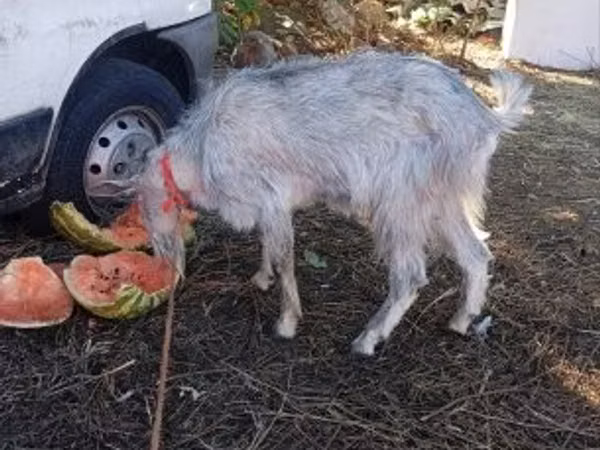 Țap, Nubian Goat