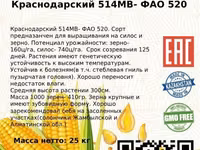 Семена кукурузы. Жугери тукымы. — Foto 3