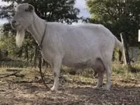 Capră, Saanen goat — foto 1