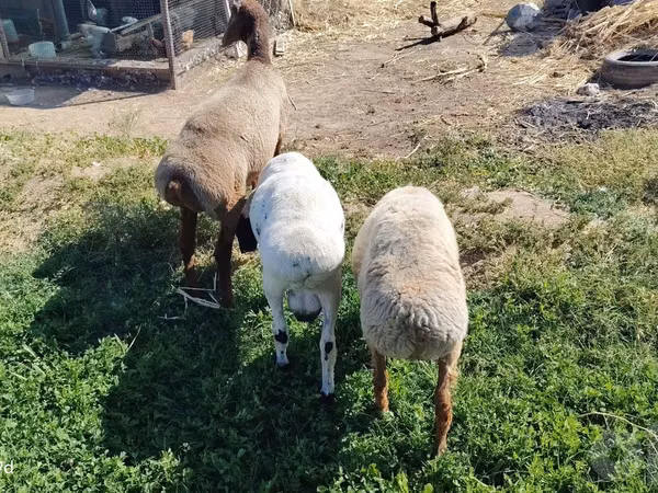كبش, Arashan sheep