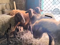 公羊, Sheep — 照片 4