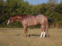 Horse (M), Quarter Horse — photo 1