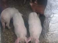 Vier, Porci — foto 2