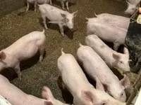 Porci (lot, sex nespecificat) — foto 1