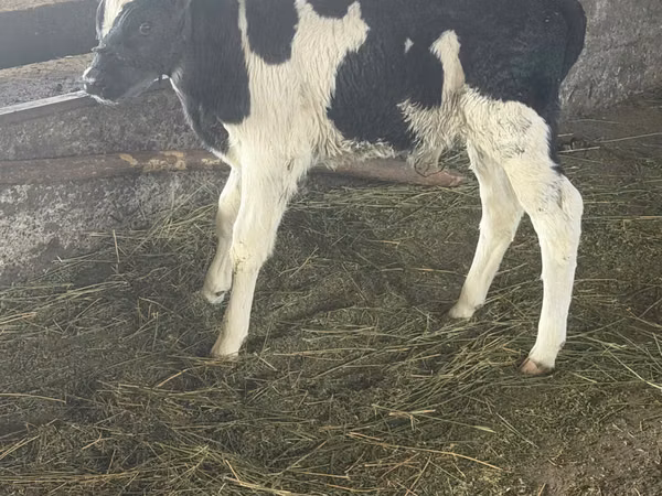 Bou, Russian Black pied cattle