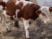 Bull, Simmental cattle — photo 1