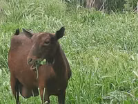 Capră, Irish goat — foto 6