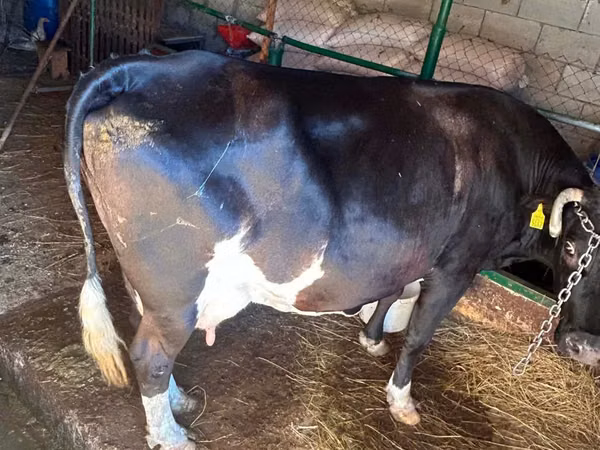 Kuh, Russian Black pied cattle — Republik Moldau