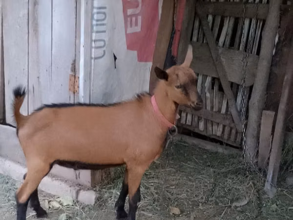 Țap, Alpine goat