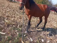 母马, Horses — 照片 5
